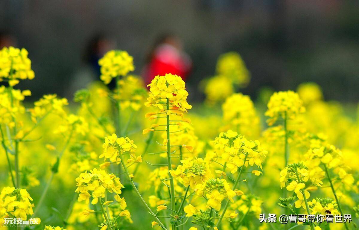 杭州有什么好玩的地方(杭州十个好玩又免费的景区)-图片11